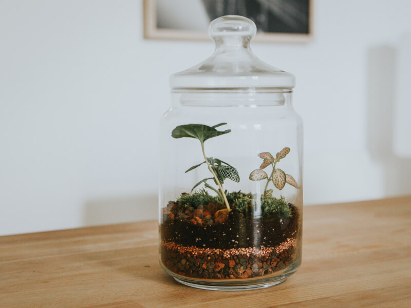 A glass terrarium with plants inside of it