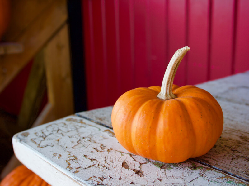 A small orange pumpkin on a table with a dark pink backdrop.