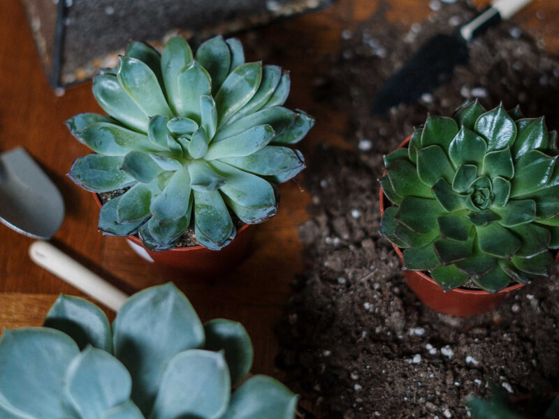 Three succulent plants in little plant pots