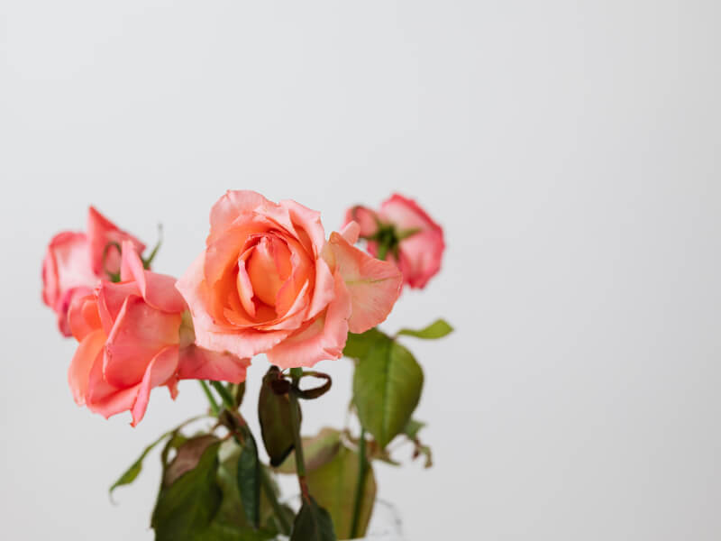 Three pink flowers in a glass vase