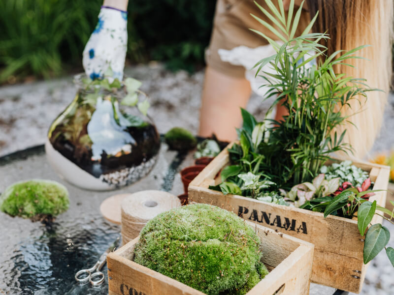 Boxes of plants in the foreground, with a person building a large terrarium in the background, out of focus