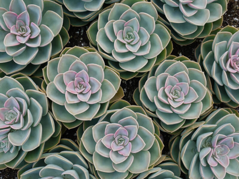 A group of succulents, the best terrarium plants.