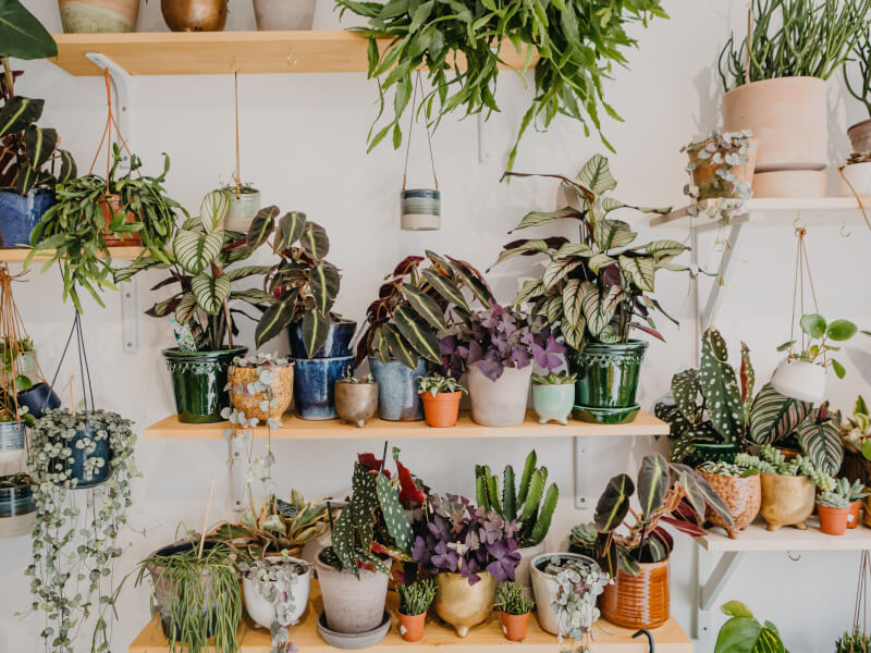 A wall lined with shelves that are filled with plants of various styles and sizes 