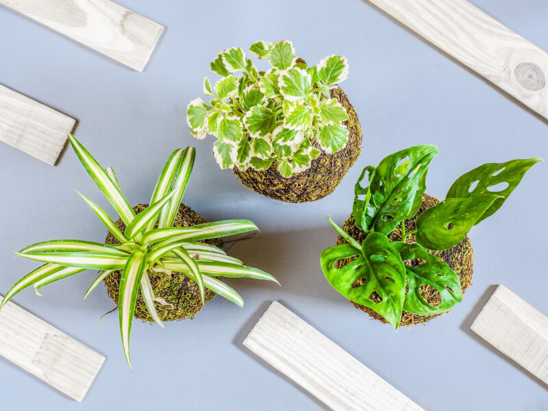 Some kokedama balls from above