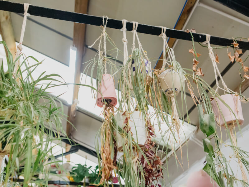 A selection of clay plant pots with plants in hang from a roof beam