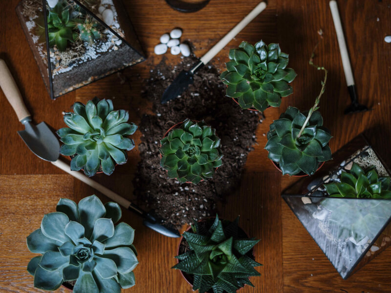 Several succulent plants being prepared to be placed in a glass terrarium