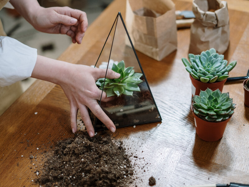 A table covered in succulents and soil, with a persons hands making a glass terrarium.