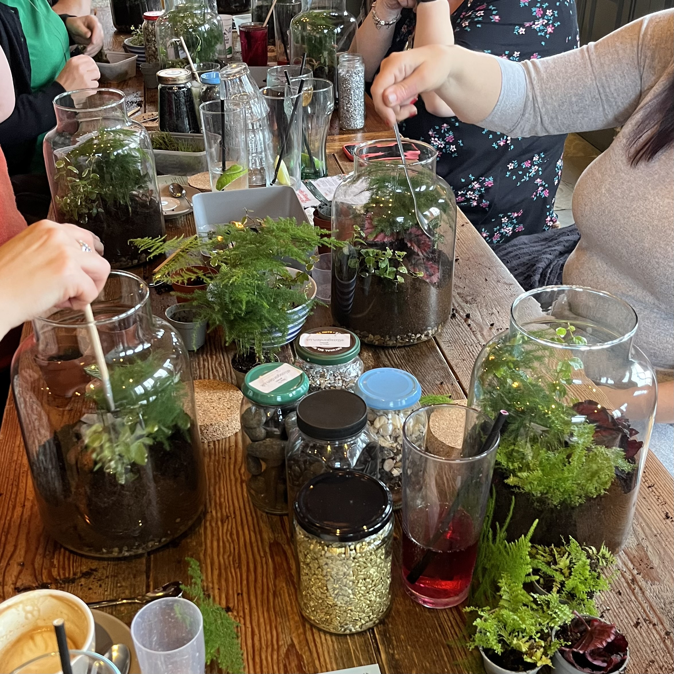 A table filled with plants, drinks and terrarium equipment