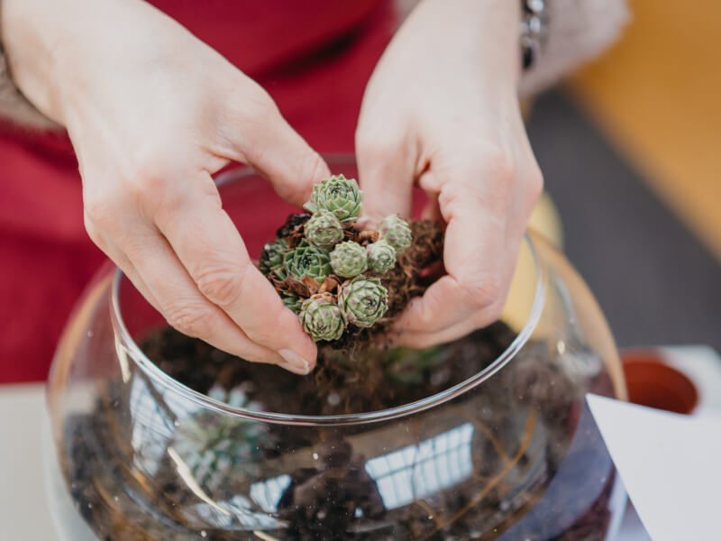 A close up of a person adding succulents to a glass terrarium