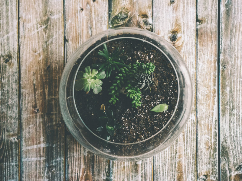 A finished glass terrarium on a wooden table