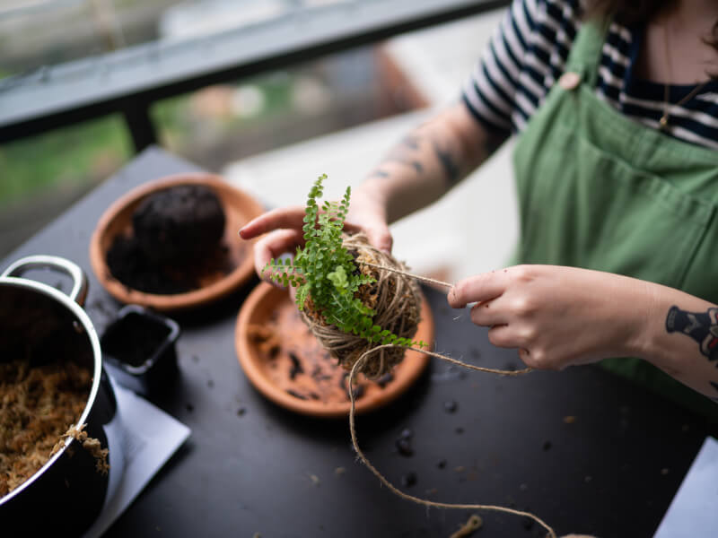 A person wrapping a fern in string to create a kokedama